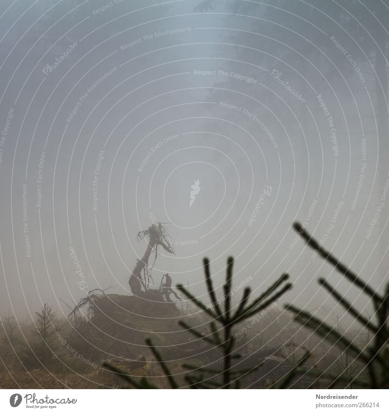 Mopped faaahn.... Natur Pflanze Urelemente schlechtes Wetter Nebel Wald Holz dunkel Leben einzigartig Rätsel skurril Surrealismus Wege & Pfade Troll Fabelwesen