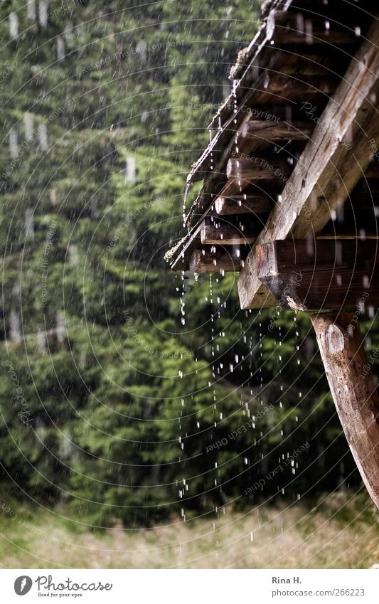 Vom Regen überrascht Umwelt Natur Sommer Klima schlechtes Wetter Wald nass grün Dachüberhang Holzhütte Schutz Farbfoto Außenaufnahme Menschenleer