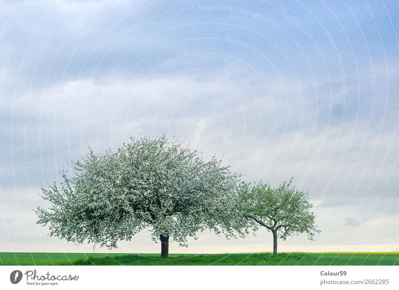 Apfelbaum mit Blüten Sommer Natur Himmel Feld Menschenleer springen Zufriedenheit Lebensfreude Frühlingsgefühle Sicherheit Deutschland Hessen landwirtschaft