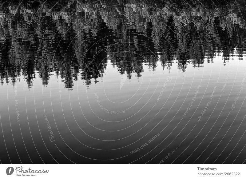 Still ruht der See Umwelt Natur Pflanze Urelemente Wasser Wald grau schwarz weiß Gefühle Erholung ruhig Reflexion & Spiegelung sanft Schwarzweißfoto