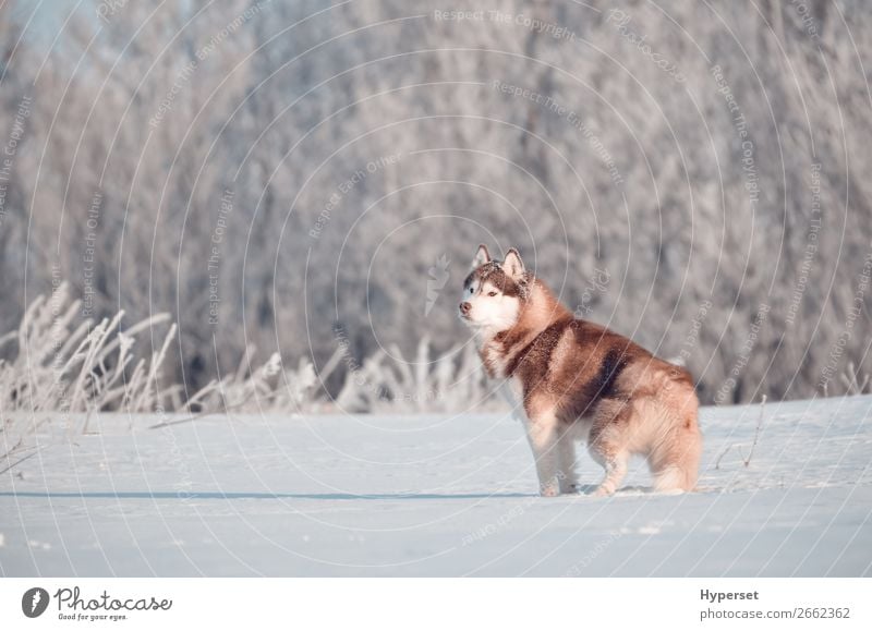 Roter sibirischer Huskyhund im Frost stehend Winter Schnee Landschaft Baum Gras Wald Tier Haustier Hund 1 rot weiß Feld Körperhaltung Reif Außenaufnahme