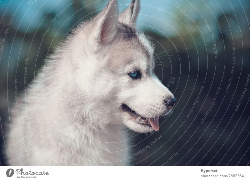 Blaue Augen Welpenseitenportrait. Sommer Mund Pelzmantel Haustier Hund klein niedlich blau grau grün schwarz Husky sibirisch blaue Augen Seite Hintergrund