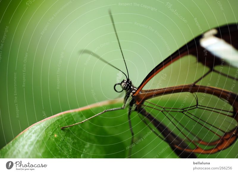 Wie aus Glas Natur Pflanze Blatt Grünpflanze Wildpflanze Tier Wildtier Schmetterling Tiergesicht Flügel 1 ästhetisch außergewöhnlich elegant exotisch