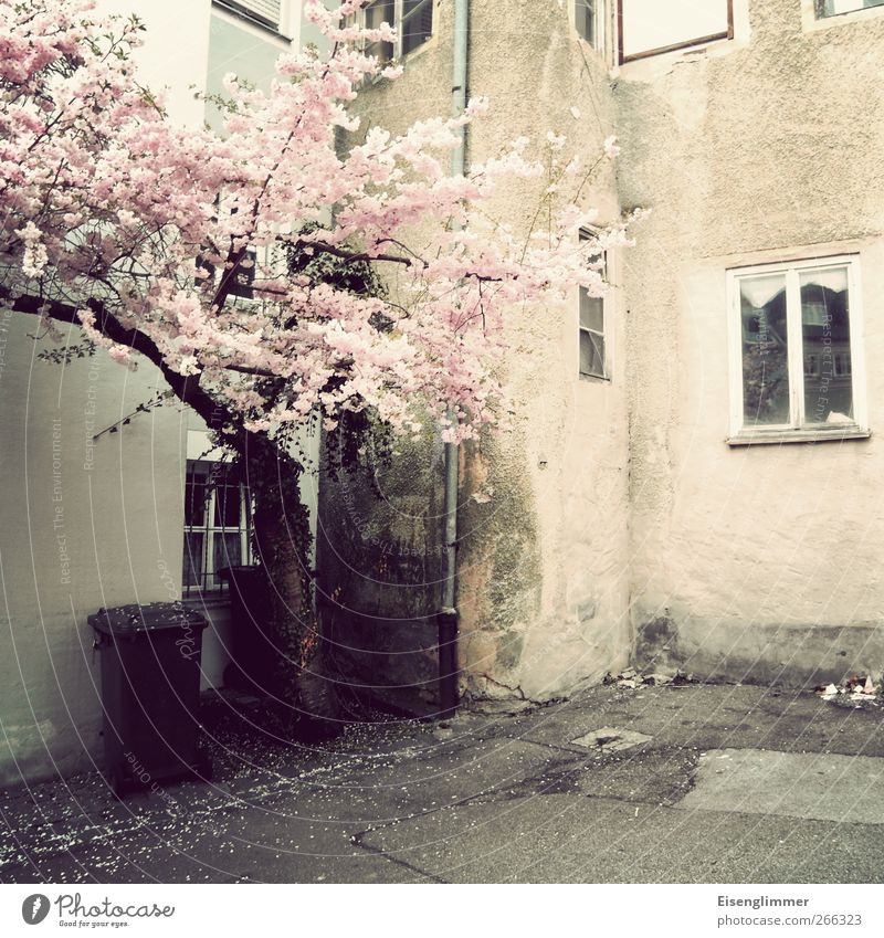Frühling in Bayern Eichstätt Bundesadler Europa Altstadt Menschenleer Haus Bauwerk Gebäude Mauer Wand Fenster alt Armut dreckig retro rosa Kirschbaum