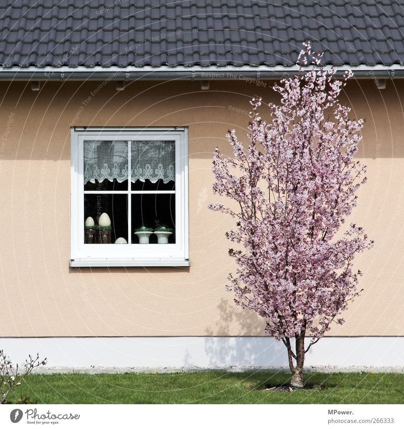 frühling!!! Baum Garten Haus Fenster Dach Kirschbaum Blüte Gras Wand Frühling Gardine Regenrinne beige rosa Farbfoto Menschenleer Tag