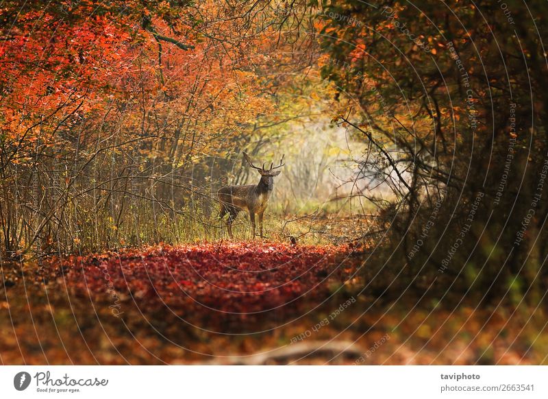 neugieriger Hirsch, der auf den Fotografen schaut. schön Spielen Jagd Mann Erwachsene Umwelt Natur Landschaft Tier Herbst Park Wald Straße stehen verblüht
