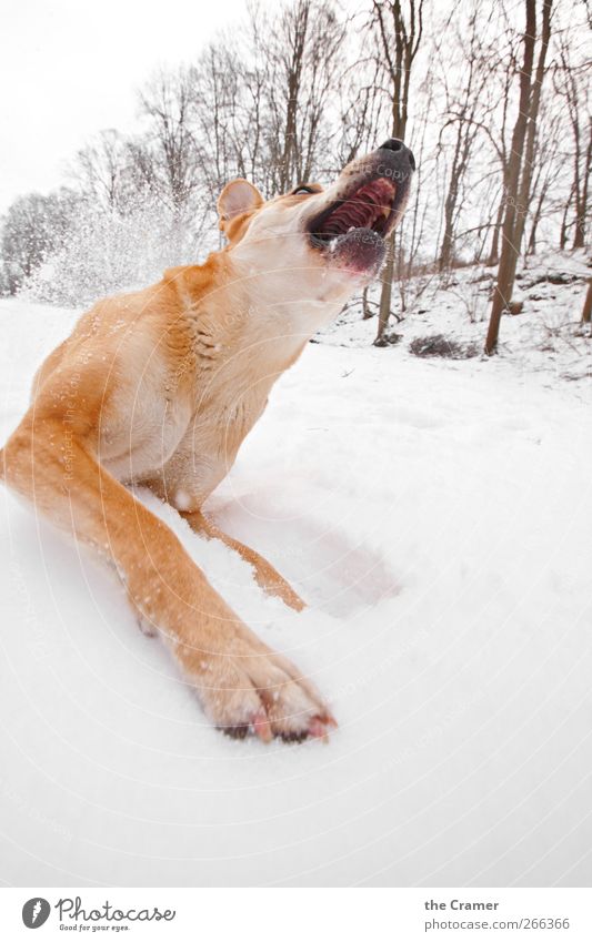 Wilder Hund 01 Natur Winter Schnee Tier Haustier Wildtier Fell Pfote Wolf Dingo Fressen Jagd kämpfen liegen rennen toben Aggression bedrohlich muskulös gelb rot
