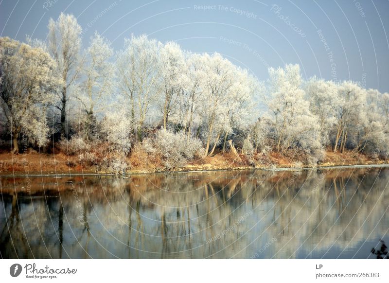 Immer noch Sightseeing Winter Schnee Natur Wasser Himmel Schönes Wetter Eis Frost Baum Wald Flussufer See fantastisch natürlich schön blau silber Zufriedenheit