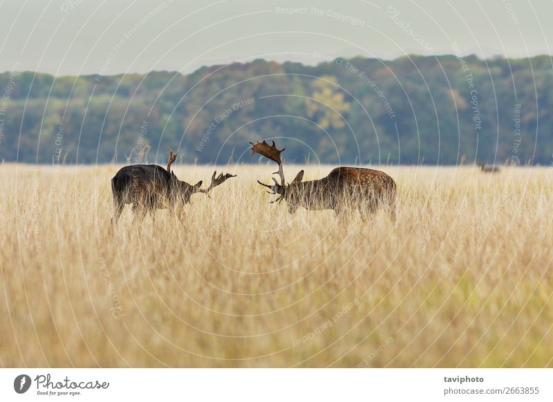 Damhirschbock, der in der Paarungszeit kämpft. schön Spielen Jagd Mann Erwachsene Umwelt Natur Landschaft Tier Herbst Gras Park Wald Pelzmantel groß natürlich