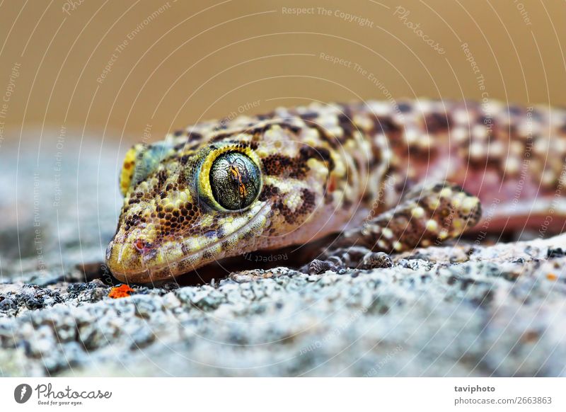 mediterranes Haus Gecko-Porträt exotisch schön Haut Gesicht Natur Tier Haustier natürlich niedlich wild braun grau Farbe Lizard Reptil Tierwelt Halbfinger-Gecko