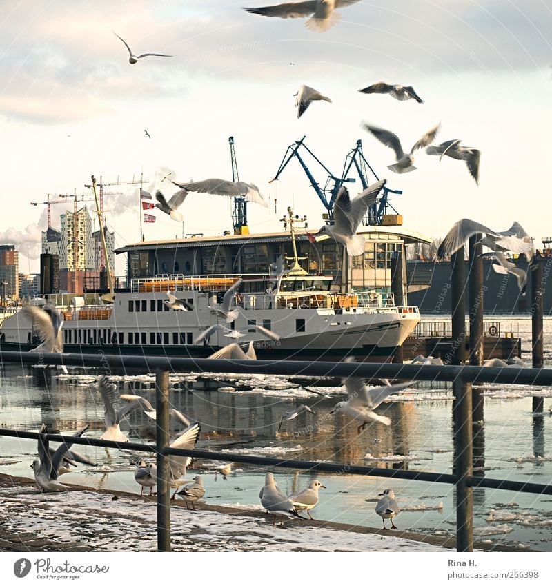 Die schönste Stadt der Welt Städtereise Winter Eis Frost Fluss Hamburg Hafenstadt Schifffahrt Passagierschiff Vogel möven Schwarm fliegen hell Farbfoto