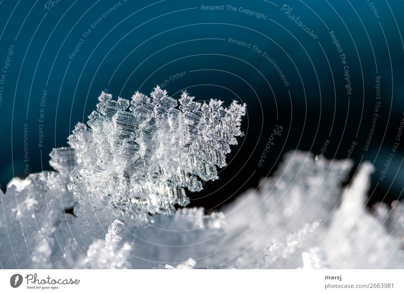 komplex | Wunder der Natur Winter Eis Frost Eiskristall Kristalle leuchten außergewöhnlich dünn authentisch fantastisch kalt natürlich blau Reinheit demütig