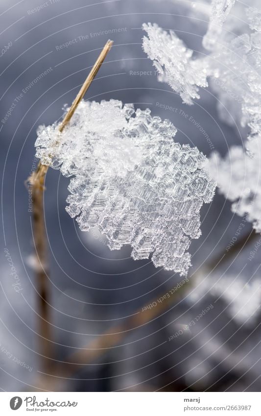 Eiskristallhalter Winter Frost Halm Kristalle dünn authentisch elegant einzigartig kalt Kristallstrukturen Farbfoto Gedeckte Farben Außenaufnahme Makroaufnahme
