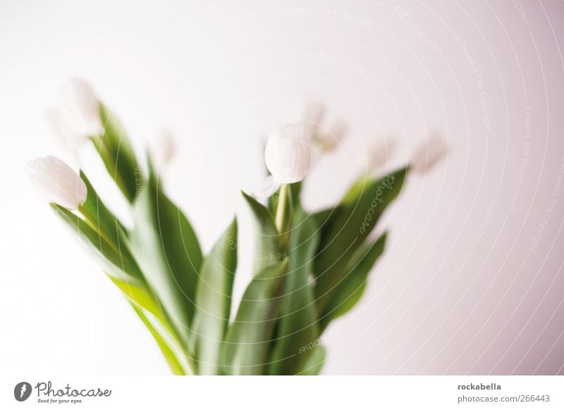 frühling. Tulpe ästhetisch Duft elegant grün weiß Fröhlichkeit Lebensfreude Frühlingsgefühle Leichtigkeit Optimismus Blumenstrauß Farbfoto Studioaufnahme