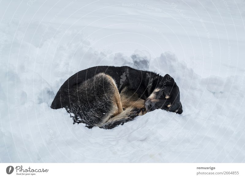 Hund schläft auf Schnee Winter Fuß Umwelt Tier Wetter Park Pfote schlafen wild schwarz weiß Einsamkeit Verlassen kalt driften Frost gefroren heimatlos aussruhen