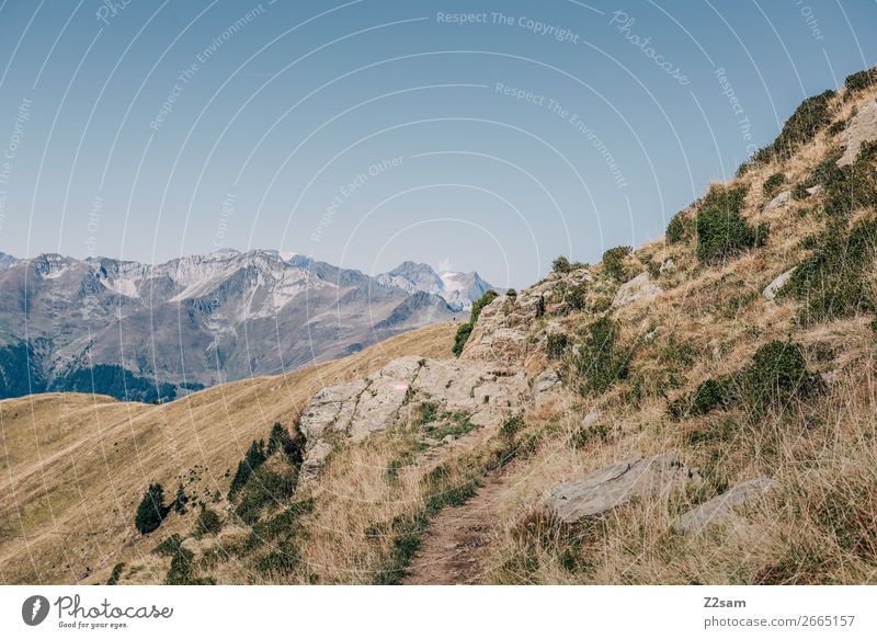 Bergpanorama in Südtirol | Hirzer Berge u. Gebirge wandern Umwelt Natur Landschaft Wolkenloser Himmel Sommer Schönes Wetter Gras Sträucher Alpen nachhaltig