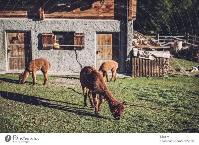 Südtiroler Alpakas wandern Klettern Bergsteigen Natur Landschaft Sommer Schönes Wetter Baum Wiese Dorf Haus Hütte Essen Fressen stehen frisch nachhaltig