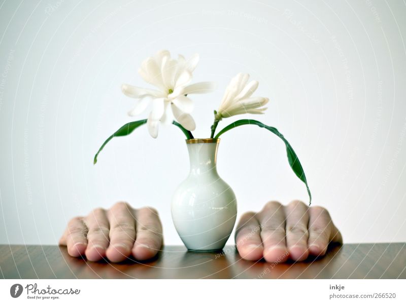 Magnolien für Mutti Hand Finger 1 Mensch Blume stehen klein unten Romantik bescheiden Dienstleistungsgewerbe Muttertag Magnoliengewächse Blumenstrauß Vase