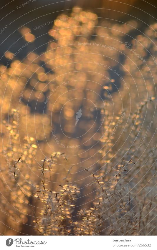 Goldfontäne Pflanze Sonnenaufgang Sonnenuntergang Frühling Gras Sträucher Chinagras Garten leuchten exotisch natürlich Wärme gold schwarz Stimmung