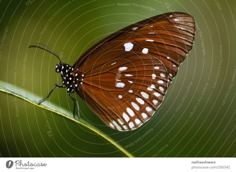 Schmetterling Umwelt Natur Tier Wildtier Flügel Insekt 1 festhalten sitzen schön natürlich braun grün Idylle Umweltschutz Erde punkten Farbfoto Außenaufnahme