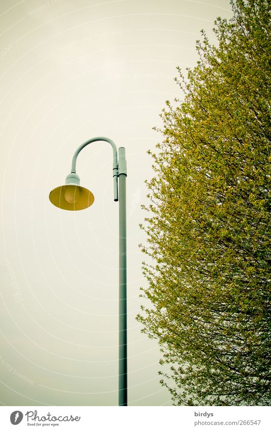zartgrünes Leuchten Frühling Baum authentisch grau Anschnitt Straßenbeleuchtung gekrümmt Blatt Ast 1 2 Lampe Farbfoto Außenaufnahme Textfreiraum oben