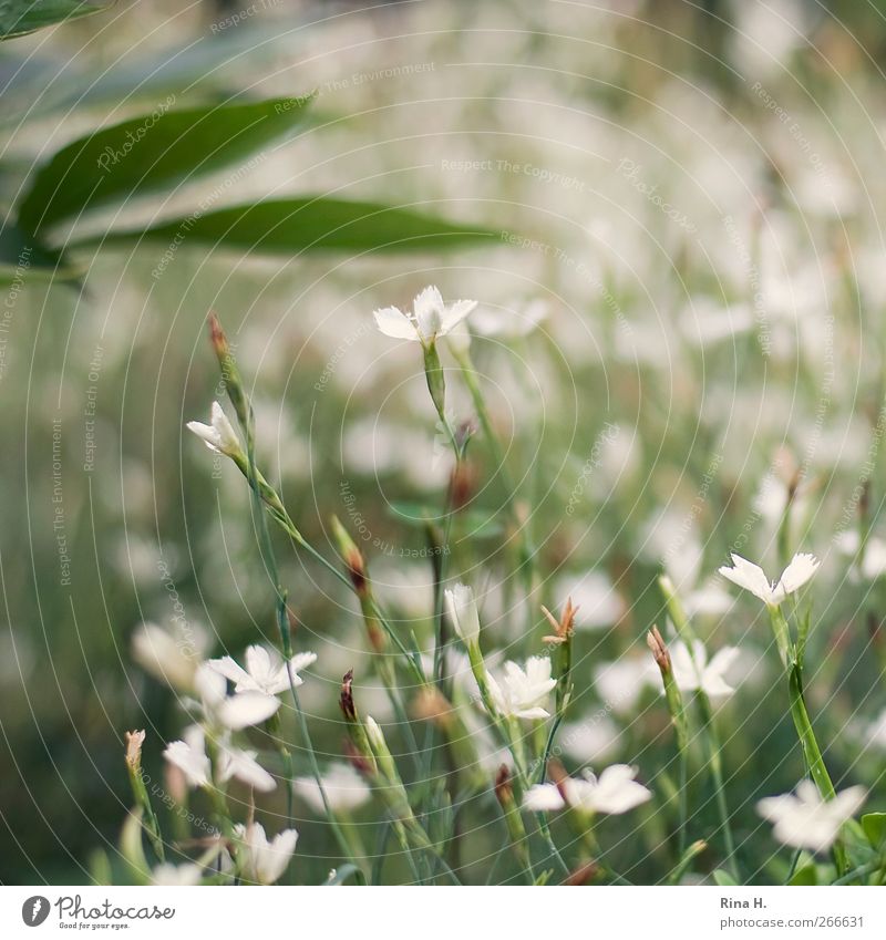 GartenImpressionen [ Juni ] Natur Pflanze Sommer Blatt Blüte Blühend Zufriedenheit Lebensfreude Idylle ruhig Bodendecker Farbfoto Außenaufnahme Menschenleer