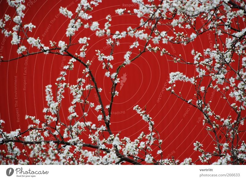 Blütenzeit Natur Pflanze Baum Sträucher rot weiß Farbe träumen Frühling Schnörkel Farbfoto mehrfarbig Außenaufnahme Tag