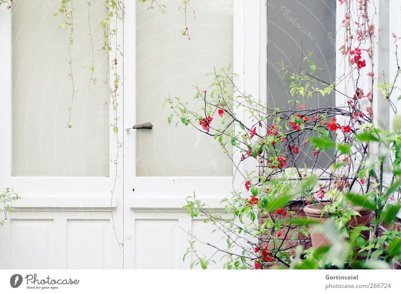 Paris Frühling Pflanze Sträucher Blatt Blüte Stadt Haus Gebäude Architektur Fenster Tür hell Hinterhof Atelier Natur Farbfoto Außenaufnahme Textfreiraum links