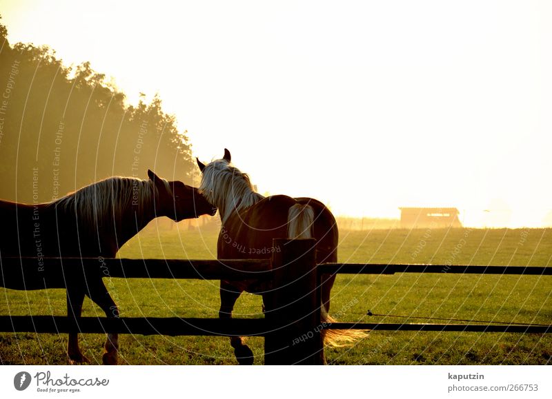 Zusammen Sommer Natur Landschaft Sonnenaufgang Sonnenuntergang Sonnenlicht Schönes Wetter Wiese Nutztier Pferd 2 Tier Tierpaar ästhetisch Stimmung