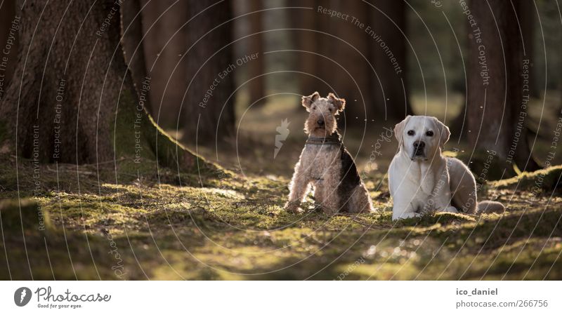 im walde steht ein... Lifestyle Umwelt Natur Sonnenlicht Frühling Wald Tier Haustier Hund 2 Rudel Tierpaar liegen sitzen Waldstimmung Terrier Labrador
