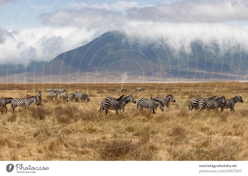Ngorongoro Crater Safari Afrika Natur Landschaft Pflanze Tier Erde Sand Wolken Sommer Schönes Wetter Nebel Gras Sträucher Feld Berge u. Gebirge Wildtier Herde