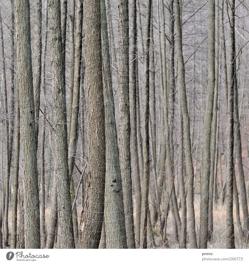 schlank Umwelt Natur Pflanze Baum Sträucher Wald Holz grau Baumrinde dünn Farbfoto Außenaufnahme Menschenleer Tag Schwache Tiefenschärfe Zentralperspektive