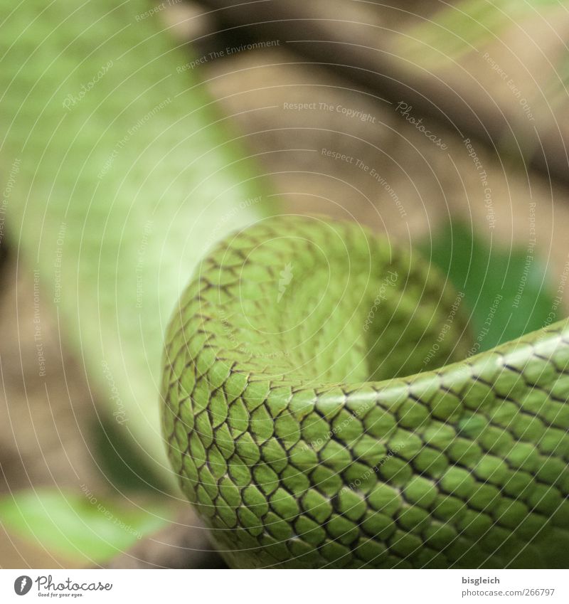 Schlange Tier 1 grün Schlangenhaut Schlangenlinie Schuppen Farbfoto Menschenleer Schwache Tiefenschärfe