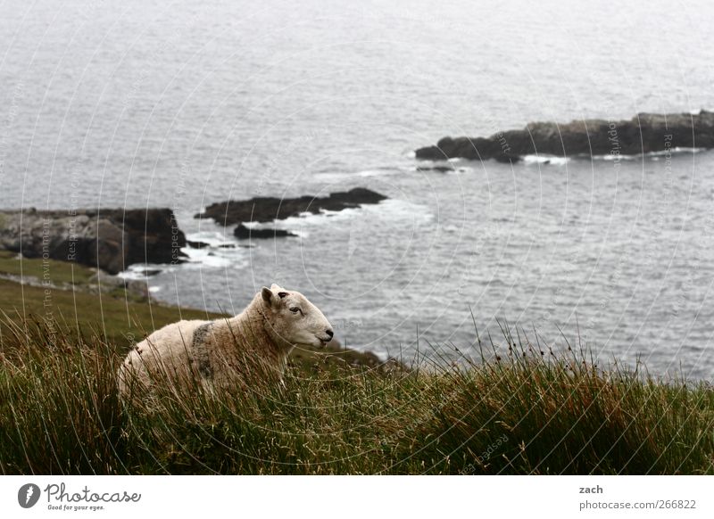 Rastplatz Tourismus Landschaft Herbst Nebel Regen Pflanze Gras Moos Wiese Wellen Küste Meer irische See Atlantik Insel Republik Irland Tier Nutztier Schaf 1