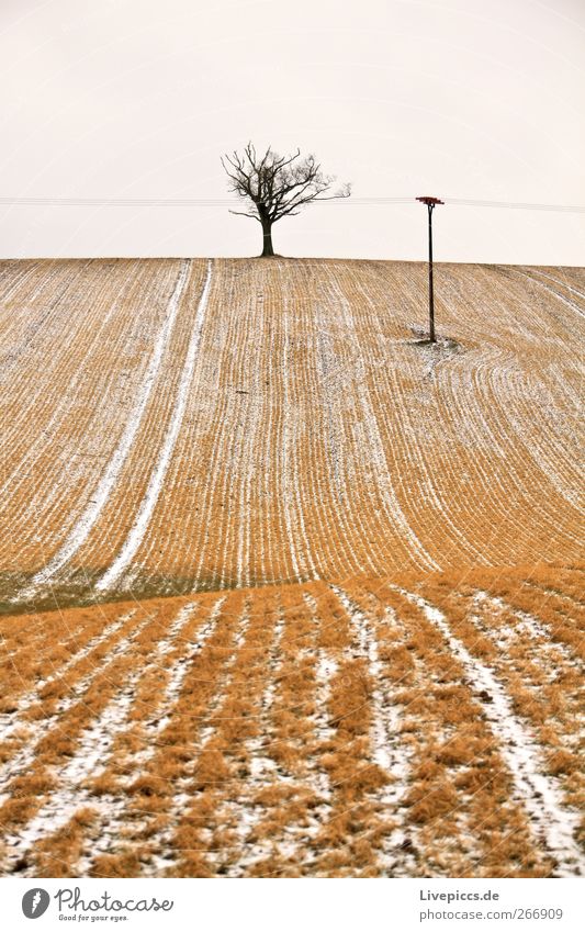 Krakow am See 3 Energiewirtschaft Umwelt Natur Landschaft Himmel Winter Wetter Pflanze Baum Feld gelb grau Farbfoto Außenaufnahme Tag Zentralperspektive