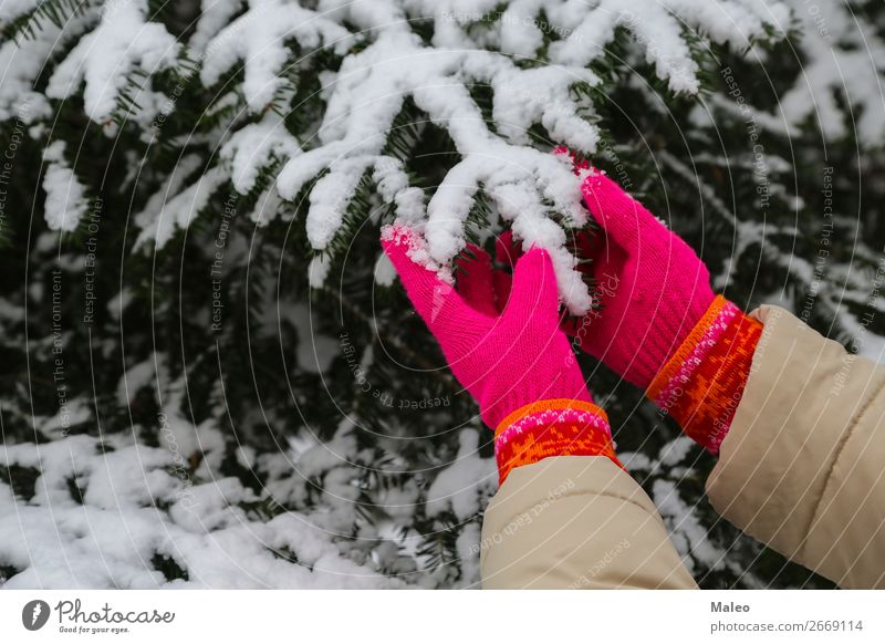 Rote Handschuhen Zeder Feste & Feiern Weihnachten & Advent kalt Dezember Tanne Wald Frost Mädchen grün gestrickt Natur natürlich neu Außenaufnahme Mensch Kiefer