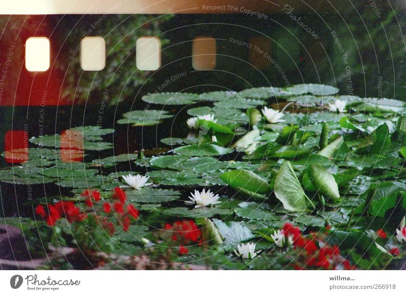 Seerosen auf Farbfilm, der schief eingelegt wurde. Analoge Fotografie Pflanze Blume Blüte Seerosenteich Seerosenblatt Teich Filmperforation analog Lotos