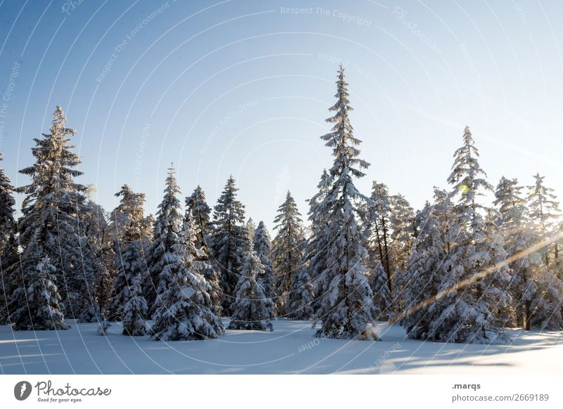 Schneebedeckte Nadelbäume Ausflug Winter Weihnachten & Advent Natur Landschaft Urelemente Wolkenloser Himmel Schönes Wetter Baum Nadelbaum schön Stimmung