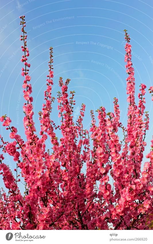 Blühende Sakura-Sprossen schön Leben Dekoration & Verzierung Kultur Natur Pflanze Himmel Frühling Schönes Wetter Baum Blume Blüte Park Wachstum frisch hell