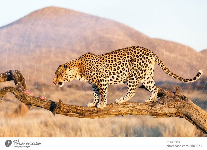 Leopard #14 Fleisch Tourismus Safari Berge u. Gebirge Klettern Bergsteigen Natur Landschaft Tier Baum Gras Wüste Wildtier Fressen gefährlich