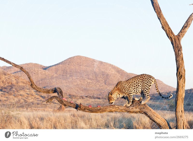 Leopard #17 Fleisch Tourismus Safari Berge u. Gebirge Klettern Bergsteigen Natur Landschaft Tier Baum Gras Wüste Wildtier Fressen gefährlich