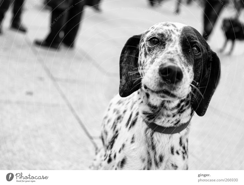 Gestatten, 102. Tier Haustier Hund Tiergesicht beobachten Lächeln Blick Dalmatiner Punkt getupft gepunktet Hängeohr Auge Schnauze wach Freundlichkeit