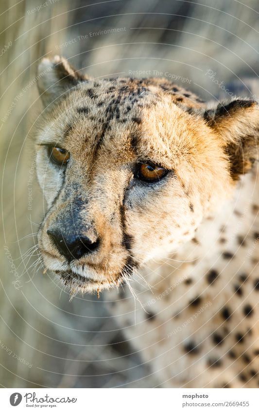Gepard #2 Gesicht Tourismus Safari Natur Tier Gras Wüste Wildtier Tiergesicht Ferien & Urlaub & Reisen Afrika Namibia Raubkatze arid augen Grasland kopf