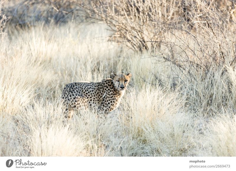 Gepard #3 Tourismus Safari Natur Tier Gras Wüste Wildtier Tiergesicht Ferien & Urlaub & Reisen Afrika Namibia Raubkatze arid getarnt Grasland portrait