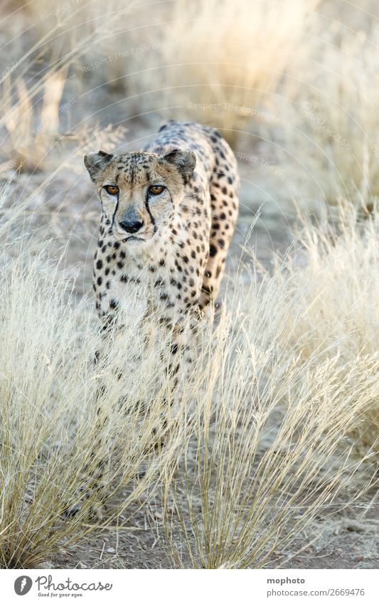 Gepard #4 Tourismus Safari Natur Tier Gras Wüste Wildtier Tiergesicht Ferien & Urlaub & Reisen Afrika Namibia Raubkatze arid getarnt Grasland portrait