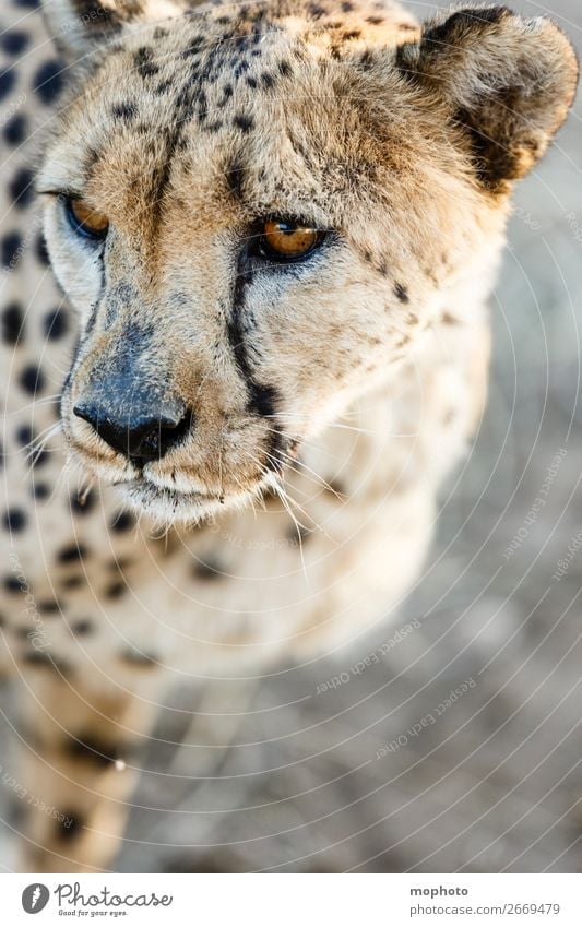 Gepard #6 Gesicht Tourismus Safari Natur Tier Gras Wüste Wildtier Tiergesicht 1 Ferien & Urlaub & Reisen Afrika Namibia Raubkatze arid augen Grasland kopf