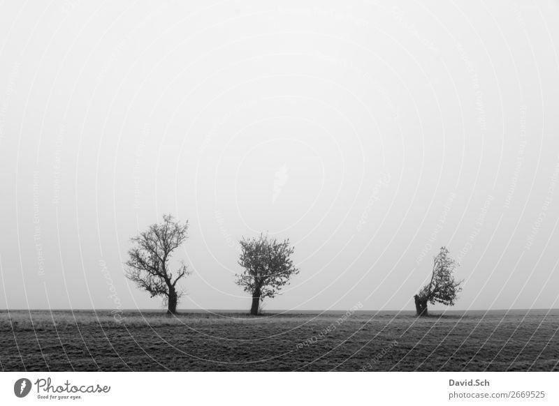Bäume im Nebel Umwelt Natur Landschaft Himmel Herbst schlechtes Wetter Baum Wiese Feld dunkel grau schwarz Gefühle Stimmung Traurigkeit ruhig Einsamkeit
