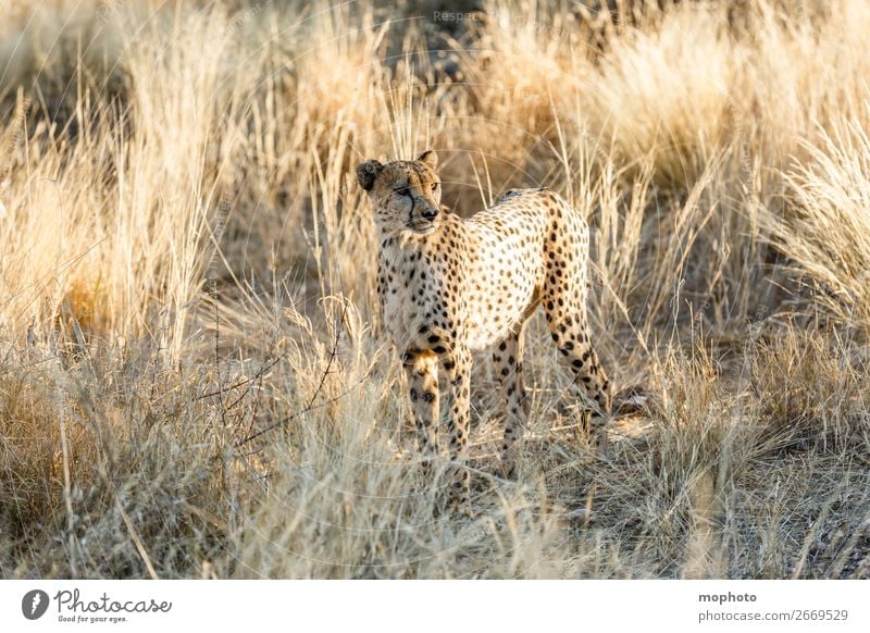 Gepard #5 Tourismus Safari Natur Tier Gras Wüste Wildtier Tiergesicht 1 Ferien & Urlaub & Reisen Afrika Namibia Raubkatze arid Grasland portrait Landraubtier