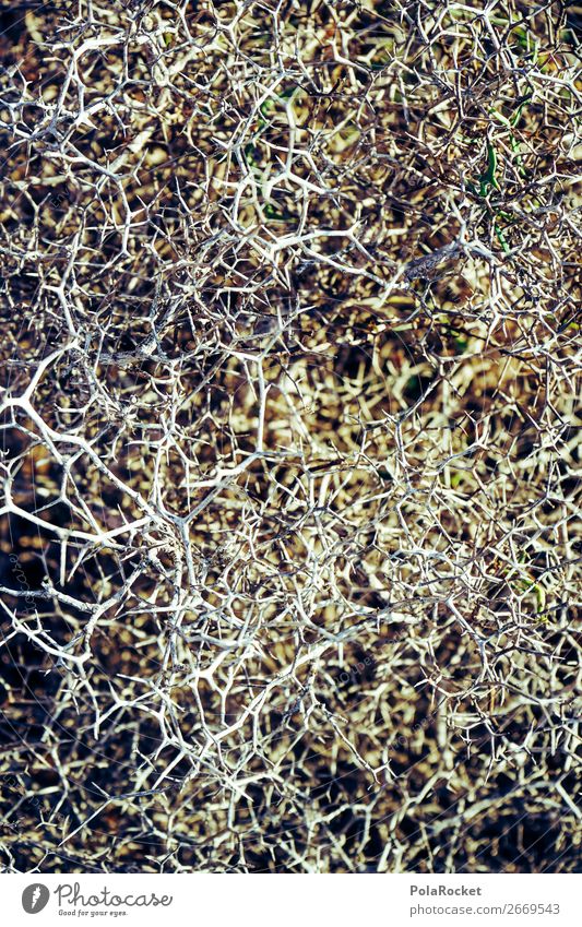 #AS# Struktur Natur Pflanze ästhetisch Stachel stachelig Strukturen & Formen Ordnung verzweigt Netz Vernetzung Stoff Moosteppich Farbfoto Außenaufnahme