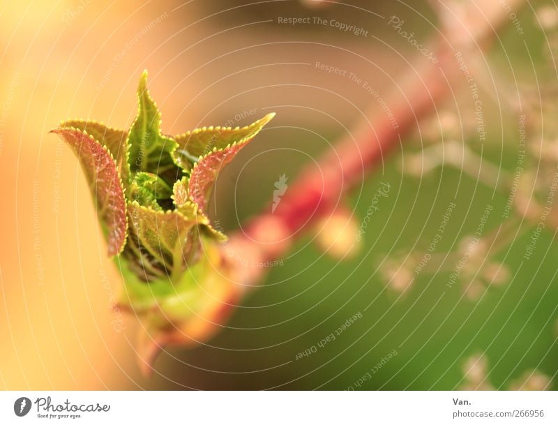 Frühling Natur Pflanze Schönes Wetter Sträucher Blatt Zweig Stengel Blattknospe Garten Wachstum frisch hell Wärme grün rot Farbfoto mehrfarbig Außenaufnahme